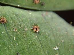 Image result for Arthropteris palisotii