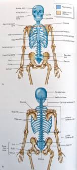 Axial And Appendicular Skeleton Http Ittcs Files Wordpress Com 2010 04 Img 0124 Jpg Anatomy And Physiology Human Anatomy And Physiology Medical Anatomy