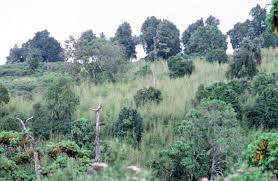 Image result for Oldeania alpina