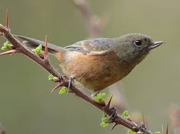 Image result for Secamone punctulata