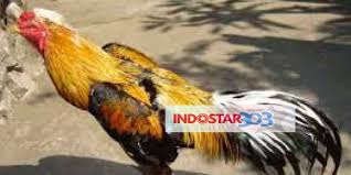 Tidak lepas juga dengan ayam magon. Warna Ayam Pamangon Wido Yang Bagus 47 Jenis Warna Jalak Ayam Apakah Anda Memerlukan Satu Nama Yang Bagus Untuk Anak Anjing Baru Anda Yang Lucu Dan Menggemaskan