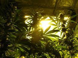 We did not find results for: How Far Should Grow Lights Be From Cannabis Plants Grow Weed Easy