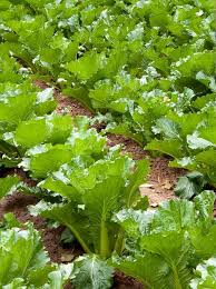 Michihili Cabbage Napa Cabbage Brassica Rapa Ssp Pekinensis Fall Garden Vegetables Chinese Cabbage Vegetables