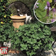 Available as pellets or sprays, they can be bought cheaply from most pet shops and garden centres. Coleus Canina Scaredy Cat Thompson Morgan