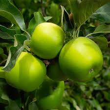 Thin the tree in the summer, and remove excess fruits. Dwarf Granny Smith Apple Trees For California For Sale Fastgrowingtrees Com Apple Tree Fast Growing Trees Crabapple Tree