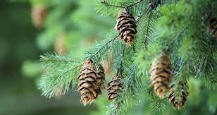 Pine Bark Extract Pycnogenol