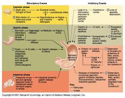 Diagram Of Enzyme And Secretion Through Digestion