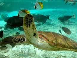 Sea Turtle Turtle Turtle Love Sea Turtle