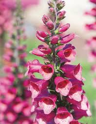 Specializing in rare and unusual annual and perennial plants, including cottage garden heirlooms and hard to find california native wildflowers. Perennial Foxglove Illumination Raspberry Tesselaar