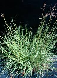 Image result for Bothriochloa