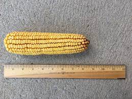 It varies due to ear size, length, weight, and type of corn, but a decent average is about 1.6 bushels ear corn to make one bushel of shelled. Troubleshooting Abnormal Corn Ears