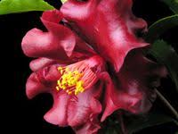 Camellia Japonica Ryan Gainey Camellia Pretty Flowers Flowers
