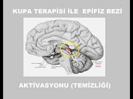 Kupa Terapisi Metodu Ile Ucuncu Goz Cakra Temizligi Ve Aktivasyonu Epifiz Bezi Pineal Gland Youtube Ucuncu Goz