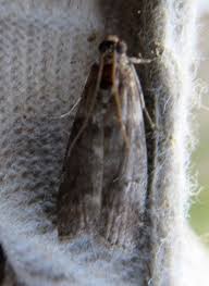 Image result for Pyla fusca