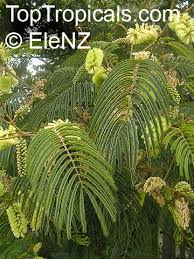 Image result for Leucas capensis