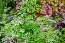 Image result for Zanthoxylum