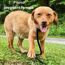 Rico Pet Recovery added a new photo.