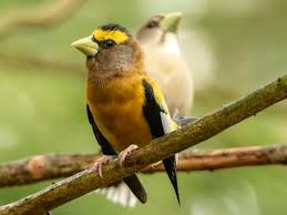 To download free review sheet nys regents lab activity #3 the beaks of you. Evening Grosbeak Identification All About Birds Cornell Lab Of Ornithology