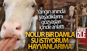 Antalya'nın manavgat ilçesinde orman yangınından hayvanlarını güçlükle kurtaran bir vatandaş, yangın sonrası küle dönen mahallesinde yaşananları gözyaşları içerisinde anlattı. Xr6jqisiak0o0m