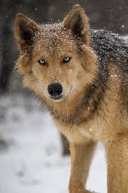 Upcoming Pairings — Wander With Willow