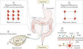 An Increasingly Complex View Of Intestinal Motility Nature Reviews Gastroenterology Hepatology