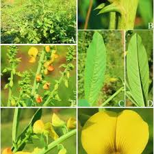 Image result for Crotalaria paulina