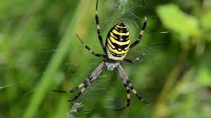 Wasp Spider Argiope Bruennichi Beautiful Stok Videosu 100 Telifsiz 3128017 Shutterstock
