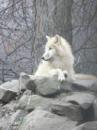 Tundrafarkas Arctic Tundra Wolf Canis Lupus Tundrarum Budapest Zoo Gabor Hernadi Wolf Photos Animals White Wolf