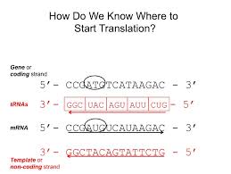 A t g g g g a g a t t c a t g a translation protein (amino acid sequence): 2