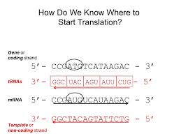 Maybe you would like to learn more about one of these? Https Www Nwabr Org Sites Default Files Genetic Research Lesson4 Nwabr Pdf