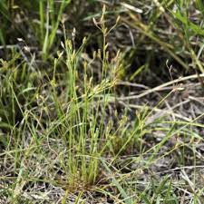 Image result for Bulbostylis hispidula