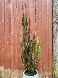 Image result for Euphorbia fortissima