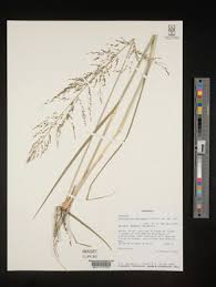 Image result for Sporobolus myrianthus