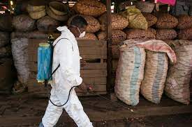 L'épidémie de peste qui s'est déclarée il y a deux mois à madagascar continue à se propager, notamment dans sa capitale antananarivo, et a fait déjà au moins 74 morts, selon un nouveau bilan publié mardi par les autorités locales. Madagascar L Etat Confirme Le Ralentissement De L Epidemie De Peste Sciences Et Avenir