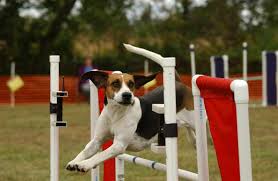 Image result for Harrier dog
