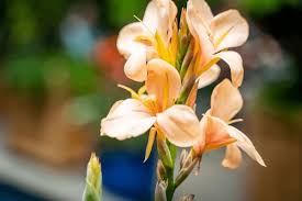 Image result for Cannaceae