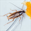 In this environment, the concept of integrated pest management (ipm) is becoming more and more popular among farmers, researchers, and policy makers. Chem Wise Pest Control Exterminator Aurora Il