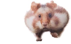 The resolution of this transparent background is 525x265 and size of 137 kb. Animalrunning Hamster Funny Hamster Transparent Background Full Size Png Download Seekpng