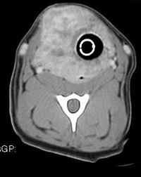 Just how can they do it? The Pet Oncologist Vet Oncologist Online Thyroid Cancer In Dogs