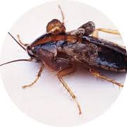 Find pest control services in miami, fl for home & commercial pest control, bug and animal removal, ant control, termite inspections and treatment, animal control and dead animal removal, and more. News Pct Pest Control Technology