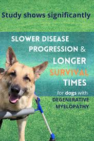 Laser Therapy And Rehab Can Add Years To The Lives Of Dogs Affected By Degenerative Myelopathy Upward Dog Rehab