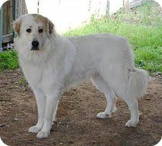 Robert ballard of the us navy, who had raised a pair of working shepherd puppies while he was stationed in turkey in 1967. Great Pyrenees Anatolian Shepherd Mix Petfinder