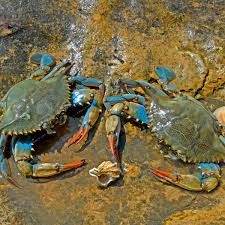 Use a rack to keep the crabs above water level. It Devours Everything The Crab That Hitched A Ride To Spain Environment The Guardian