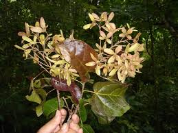 Image result for Carpodiptera africana