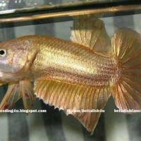 Betta fish come in light or dark bi colors. Betta Colors Patterns Betta Source