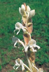 Image result for Stemodiopsis buchananii