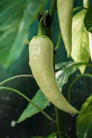 There are various types of peppers in the world but distinguishing between them is a very tough task for a. What Is A Banana Pepper A Versatile Spice You Need