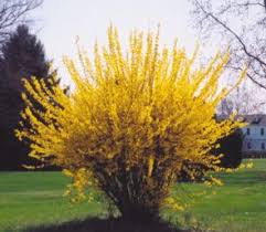 Forsythia Jpg 295 257 Forsythia Bush Yellow Spring Flowers Fast Growing Privacy Shrubs
