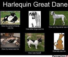 Thanos is a big, lovable harlequin great dane. The Dogs