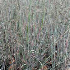 Image result for Schizachyrium